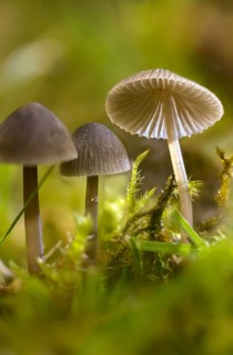 Grey nitrate helmet, mycena leptocephala, nitrate helmet, stinging helmet, fungi, fungus, high