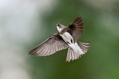 Sand Martin (Riparia riparia), in flight, Reussegg Nature Reserve, Canton of Aargau, Switzerland