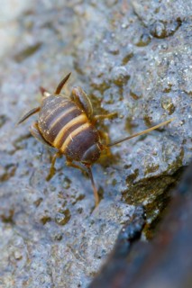 Ant crickets, common ant cricket, myrmecophila acervorum, crickets, grasshoppers, insects, insects