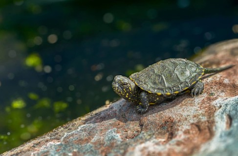 European pond tortoise, European pond turtle, young animal, juvenile, reptilia, reptilia, reptiles,
