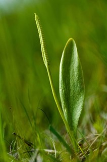 Common snake tongue, snake tongue, snake tongue family, ophioglossaceae, ophioglossum vulgatum,