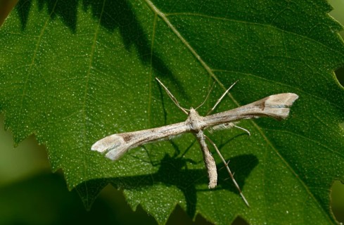 Feather moth, Platyptilia nemoralis, giant feather moth, insects, moths, moths, butterflies