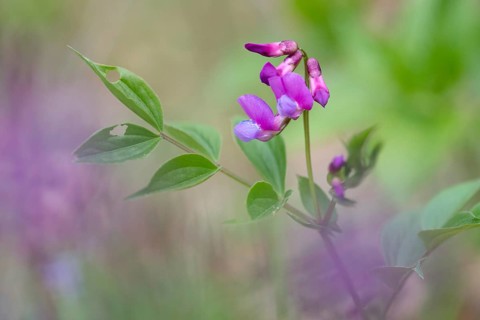 Fabaceae, spring sweet pea, lathyrus vernus, butterflies, flora, plants, plants, spring pea, spring