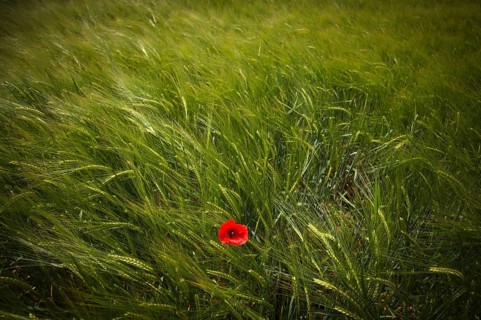 Corn poppy (Papaver rhoeas) in a barley field, agricultural landscape, Fellbach, Baden-Württemberg,