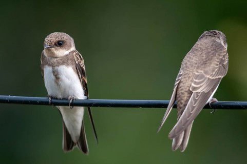Bank Swallow, Riparia Riparia, Sand Martin, Swallow, Bank Swallow, Birds, Passeri, Songbirds, Birds