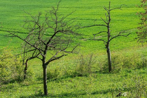 Death, cultivated landscape, landscape, landscape, meadow orchard, orchard, dead wood, decay, decay