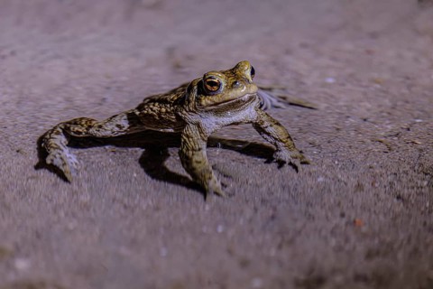 A toad sits on a sandy surface, surrounded by shadows at night, common toad (Bufo bufo), spawning