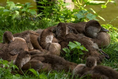 Sleeping, young ducks, Nuremberg Zoo, Middle Franconia, Bavaria, Germany