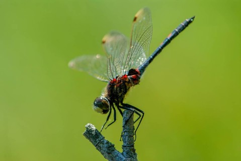 Little moss maiden, leucorrhinia dubia, white-faced darter, anisoptera, damselflies, dragonflies,