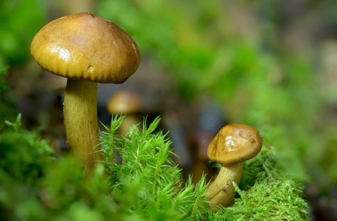 Birch Knight, Birch Knight, Yellow-leaved Knight, Tricholoma Flavobrunneum, Tricholoma Fulvum,