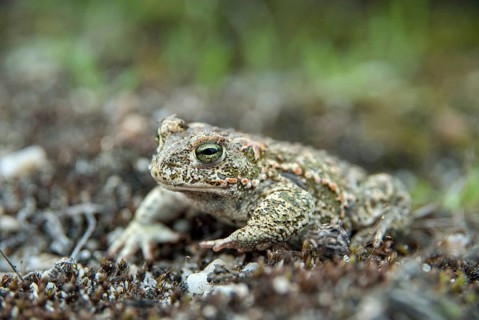 Brandenburg, Bufo Calamita, Epidalea Calamita, Germany, Toad, Nabu, Natterjack Toad, amphibians,