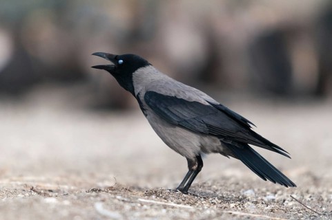 Corvus cornix, hooded crow, birds, call, corvidae family of birds, passeri, corvids, call,