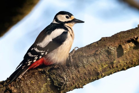 Great spotted woodpecker, Dendrocopos major, birds, piciforms, woodpeckers, birds, woodpecker