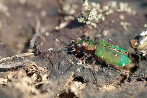 Carabidae, Cicindela campestris, field sandground beetles, sandground beetles, beetles, Coleoptera,