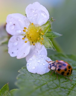 Asian ladybeetle, Asian ladybug, coccinellidae, coccinellinae, harlequin ladybug, harmonia