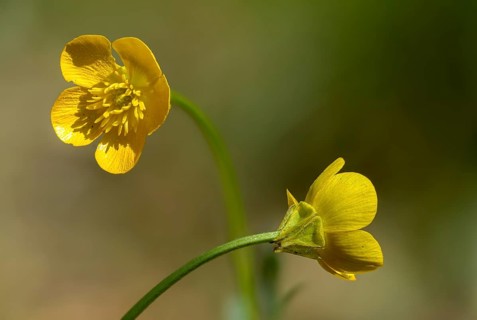 Buttercup plants, tuberous buttercup, ranunculaceae, ranunculus bulbosus, St. Anthony's turnip,