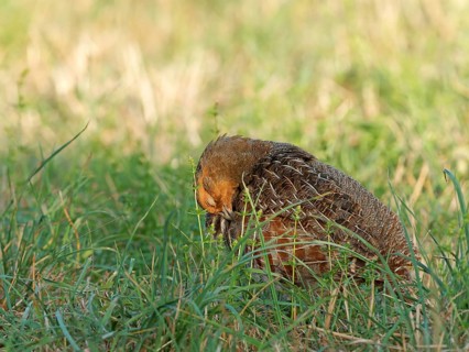 A partridge (Perdix perdix) preening its plumage in a meadow, Solms, Hesse, Germany