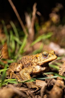 Toad in the grass, sharply in focus in a night-time setting, common toad (Bufo bufo), spawning