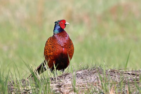 Pheasant, common pheasant (Phasianus colchicus), adult male bird in a meadow, wildlife, Lembruch,