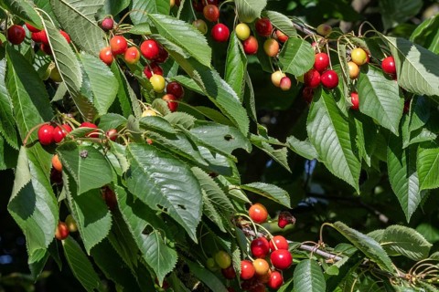 Cherry tree with cherries (Prunus avium), Schleswig-Holstein, Germany
