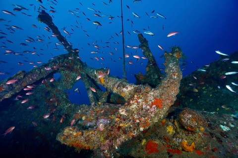 An anchor from a shipwreck, overgrown and surrounded by fish, Mediterranean anthias (Anthias