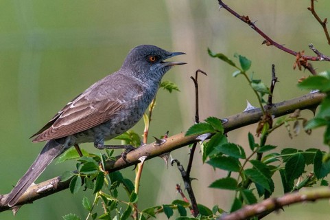 Barred Warbler, Brandenburg, Germany, Nabu, national natural heritage, Grünhaus natural paradise,