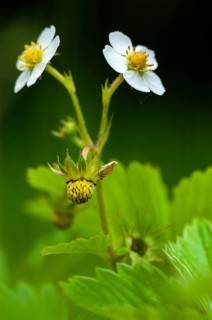 Alpine strawberry, European strawberry, fragaria vesca, monthly strawberry, rosaceae, rose family,