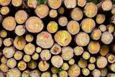 Pile of beech wood, Germany