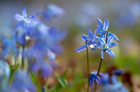 Bluestar, hyacinthaceae, hyacinth family, nodding star hyacinth, nodding bluestar, Russian