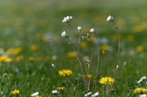 Knoellkensteinbruch, Kernkensteinbruch, Saxifraga granulata, Saxifragaceae, Steinbruch,
