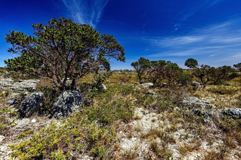 Wide, dry landscape with trees and shrubs under lively skies, the thornshrub savanna in the