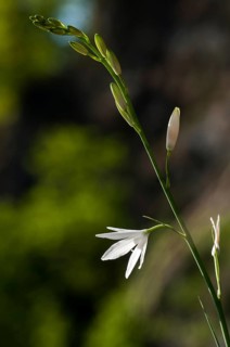 Anthericaceae, Anthericum Liliago, Branchless Grass Lily, Grass Lily, Large Grass Lily, St