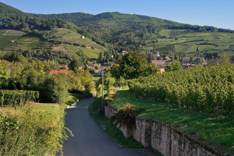 Road through the vineyards, Ribeauville, Haut-Rhin, Alsace, Grand Est, France