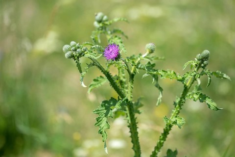 Asteraceae, Carduus crispus, daisy thistle, curly ringthistle, curly plumeless thistle, thistle,
