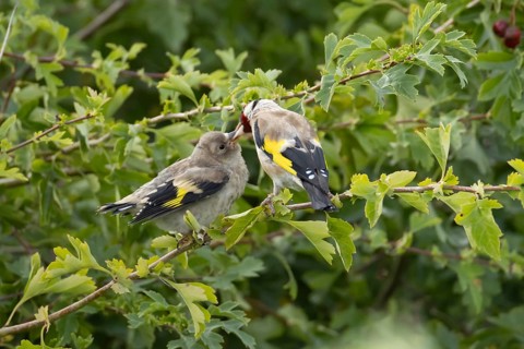 European goldfinch (Carduelis carduelis) adult parent bird feeding a juvenile baby bird in a