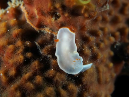 Naked-gilled nudibranch (Ardeadoris angustolutea), in an orange-brown coral environment, Twin Reef