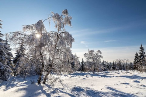 Sunny winter landscape with snow-covered trees, bushes, trails and branches covered with hoarfrost