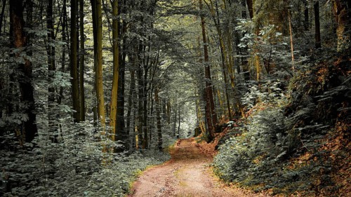 A wide forest trail, lined with tall trees, leads through a peaceful atmosphere, quiet, melancholy