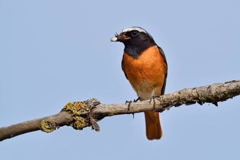 Redstart (Phoenicurus phoenicurus), a male perched on a branch with a spider it has caught, North