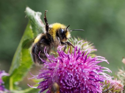 A pale earth bumblebee (Bombus lucorum) climbs onto a pink flower in green surroundings, Goms,
