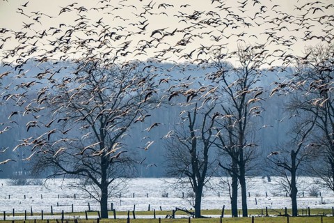 Bislicher Insel, nature reserve on the Rhine, Altrheinarm, near Xanten, Lower Rhine, Wesel