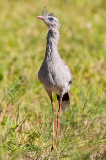 Red-footed seriema (Cariama cristata) Pantanal Brazil