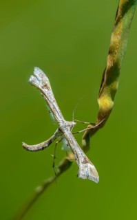 Feather moth, Platyptilia nemoralis, giant feather moth, high size, portrait format, insects,