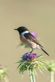 Saxicola Torquata, Blackthroats, Stonechat, Birds, Extremadura, High Size, Portrait, Male, Passeri,
