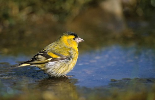 Carduelis spinus, siskin, spinus spinus, siskin, bath, bathe, bird bath, birds, male, passeri,