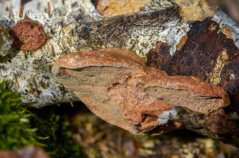Hapalopilus nidulans, Hapalopilus rutilans, cinnamon-colored soft porling, cinnamon bracket, fungi,