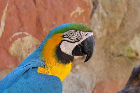 Yellow-breasted Macaw (Ara ararauna), animal portrait, captive, occurrence South America, Hesse,