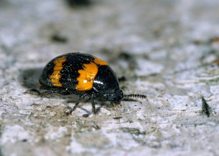 Diaperis boleti, yellow-banded darkling beetle, beetle, insects, insects, beetles
