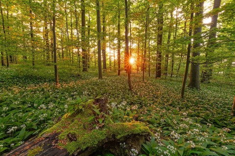 Sunlight through green forest with blooming wild garlic and mossy log in spring. Kirchheim unter