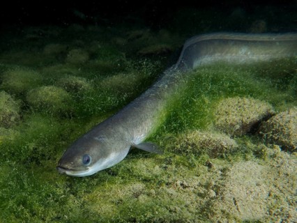 A European eel (Anguilla anguilla) glides gently over the algae-covered sandy bottom in the water